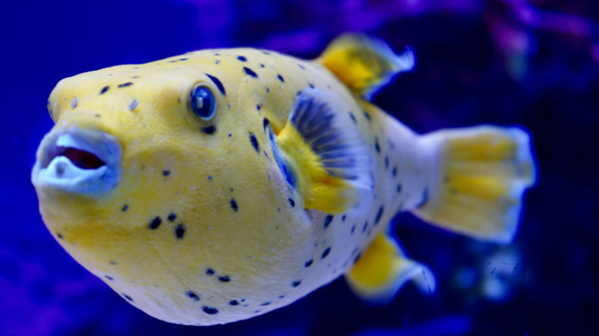 Độc có thể có trong thịt cá nóc nếu sơ chế không kĩ