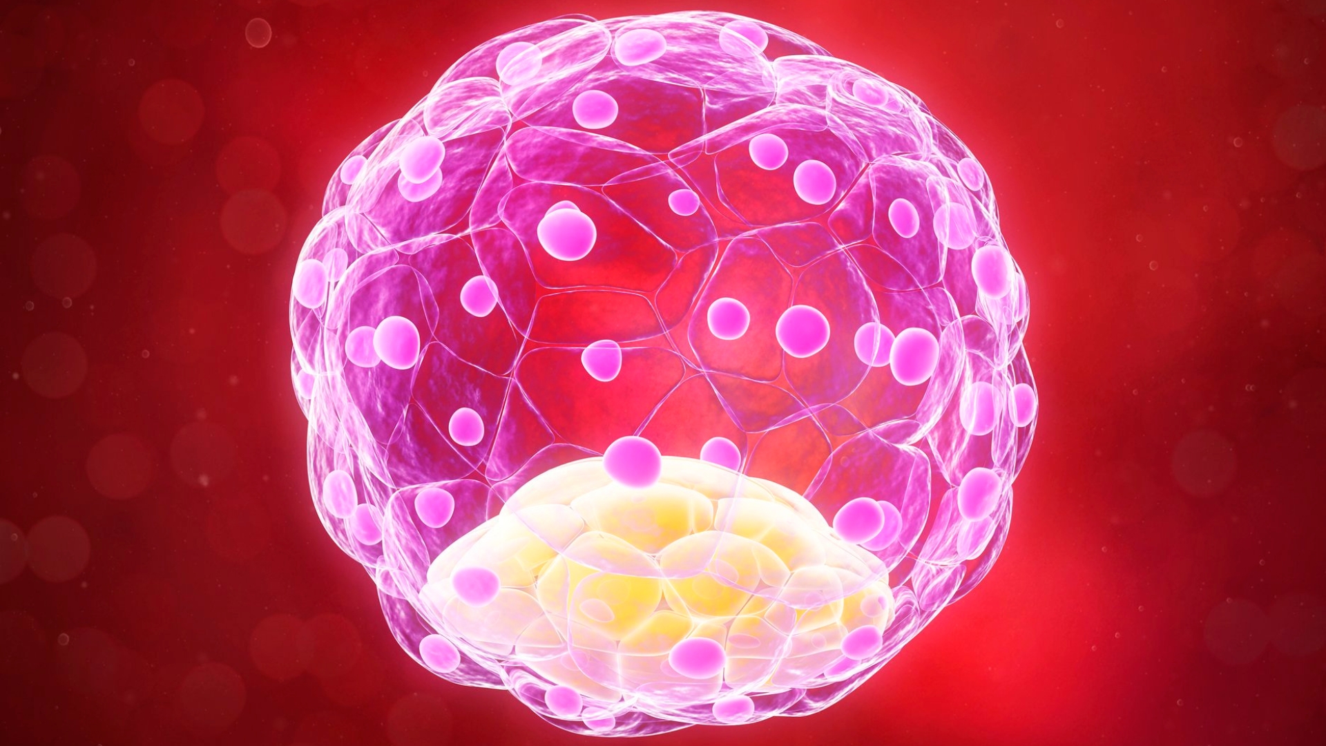 Canh niêm mạc bao nhiêu ngày thì chuyển phôi là thắc mắc của nhiều cặp đôi đang tìm hiểu hoặc đang thực hiện IVF