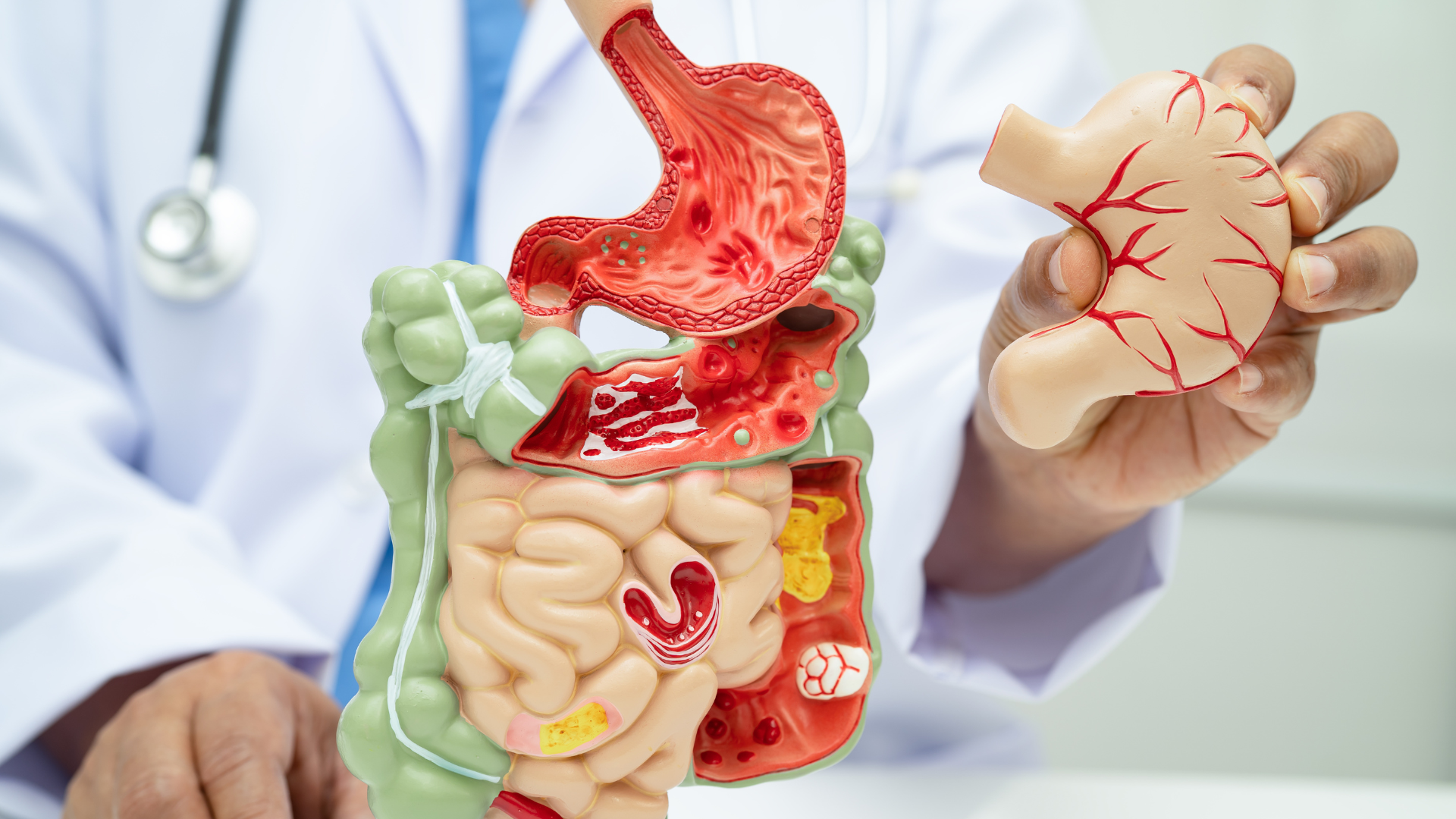 Hệ thống ống tiêu hoá giúp phân giải thức ăn thành các chất dinh dưỡng như protein, glucose, axit béo, vitamin và khoáng chất