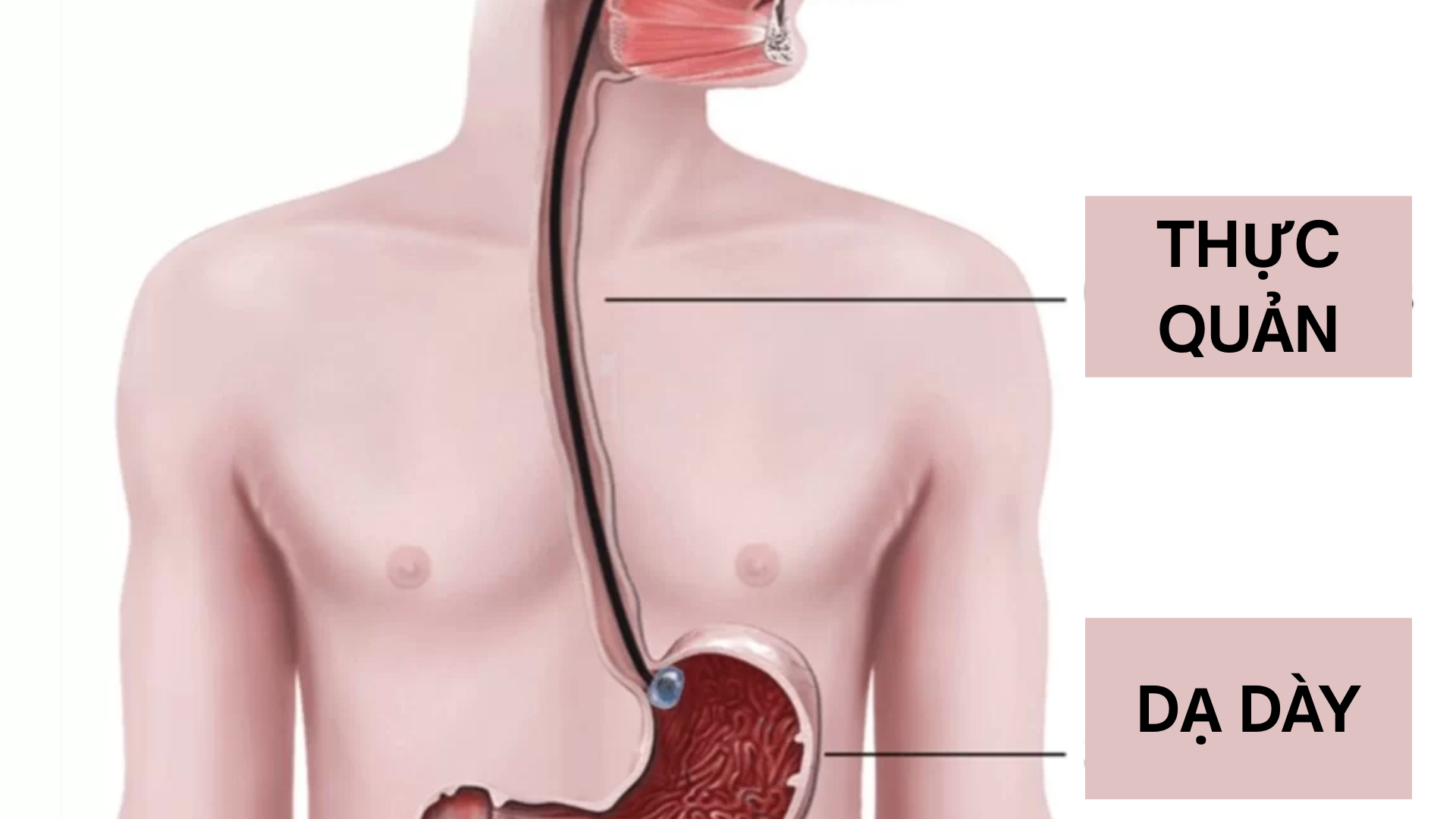 Thực quản là một ống cơ dài khoảng từ 25 đến 30 cm, có nhiệm vụ dẫn thức ăn từ miệng xuống dạ dày thông qua cơ chế nhu động