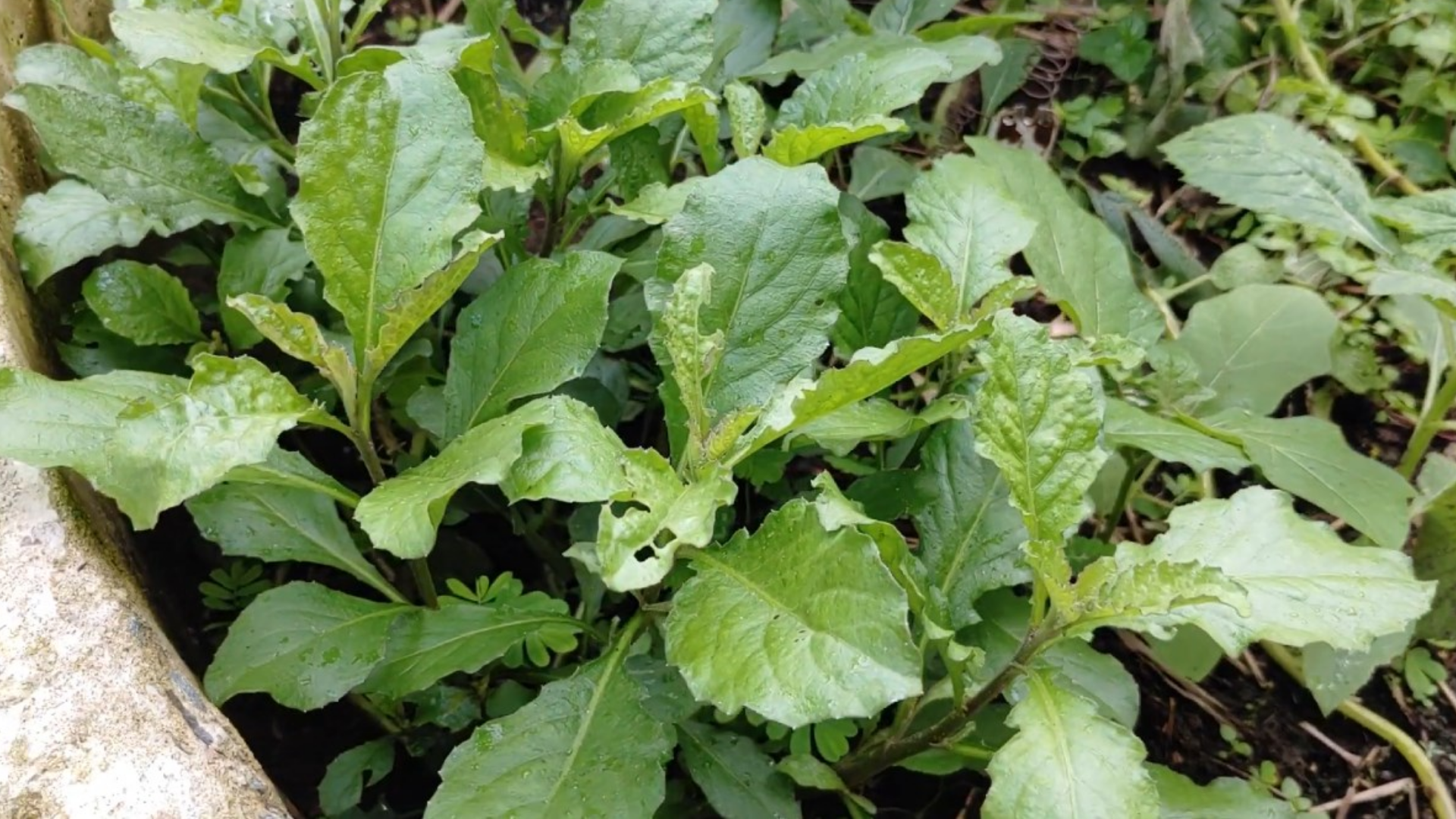 Cây cải trời lá thuôn dài, mặt dưới có lông tơ, vị đắng nhẹ khi nhai