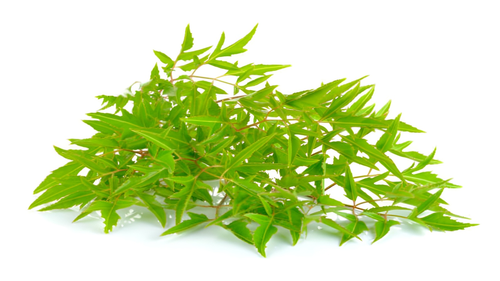 Cây đinh lăng là một loại thảo dược quý được sử dụng lâu đời trong y học cổ truyền