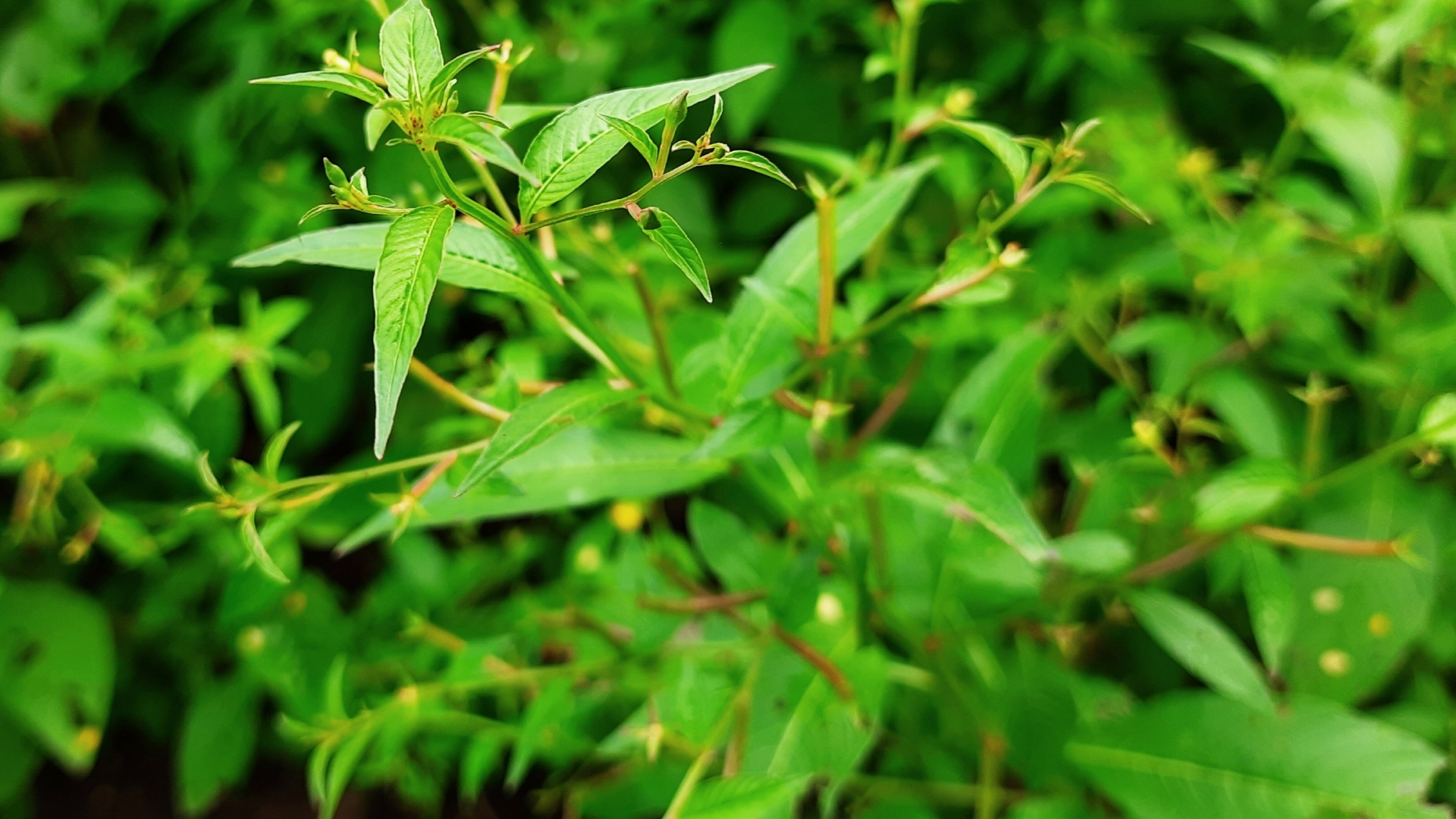 Cây rau mương có tác dụng gì là thắc mắc của những người quan tâm đến các thảo dược dân gian