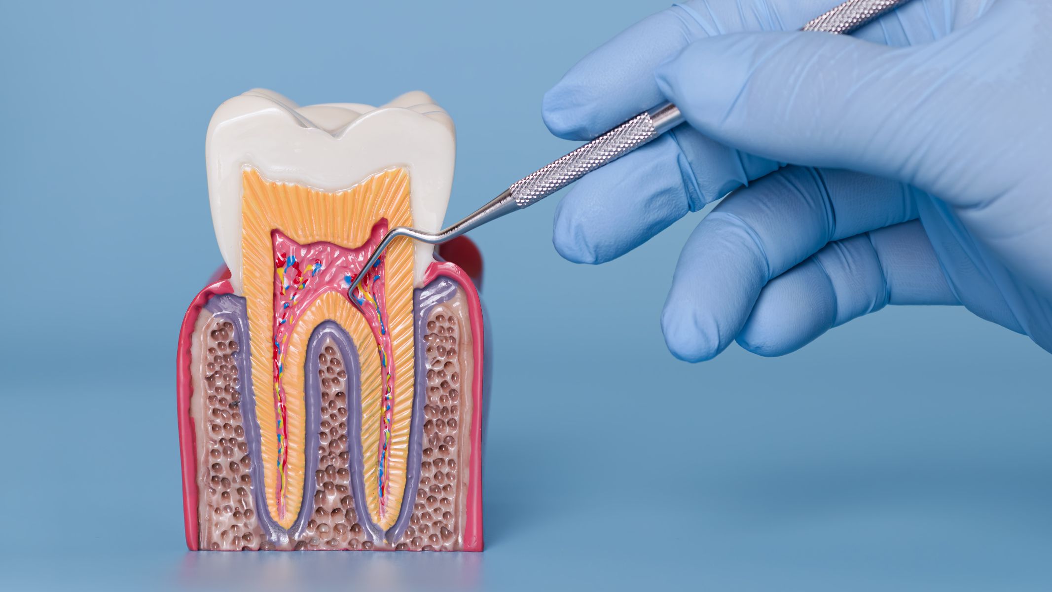 Chân răng có cấu tạo thế nào?