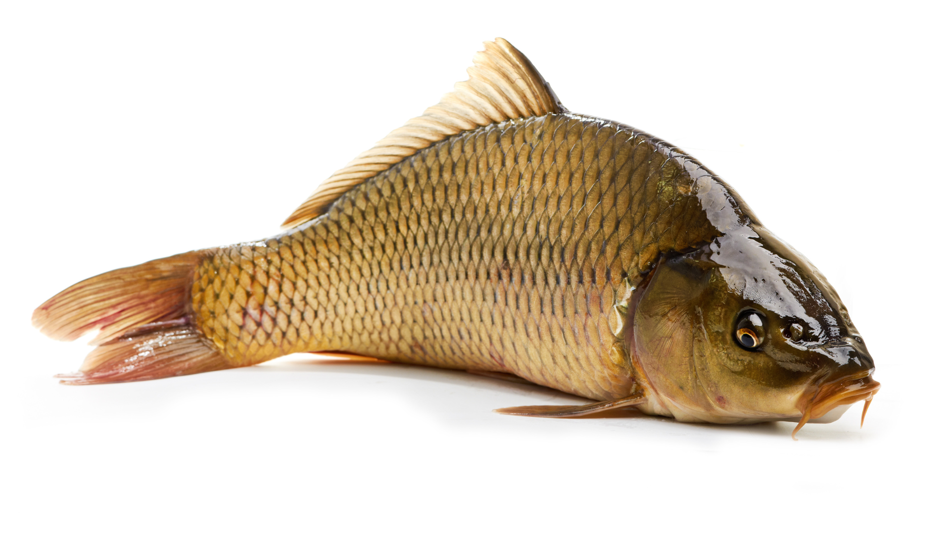 Cá chép cung cấp nhiều dưỡng chất quan trọng đối với sự phát triển của bé