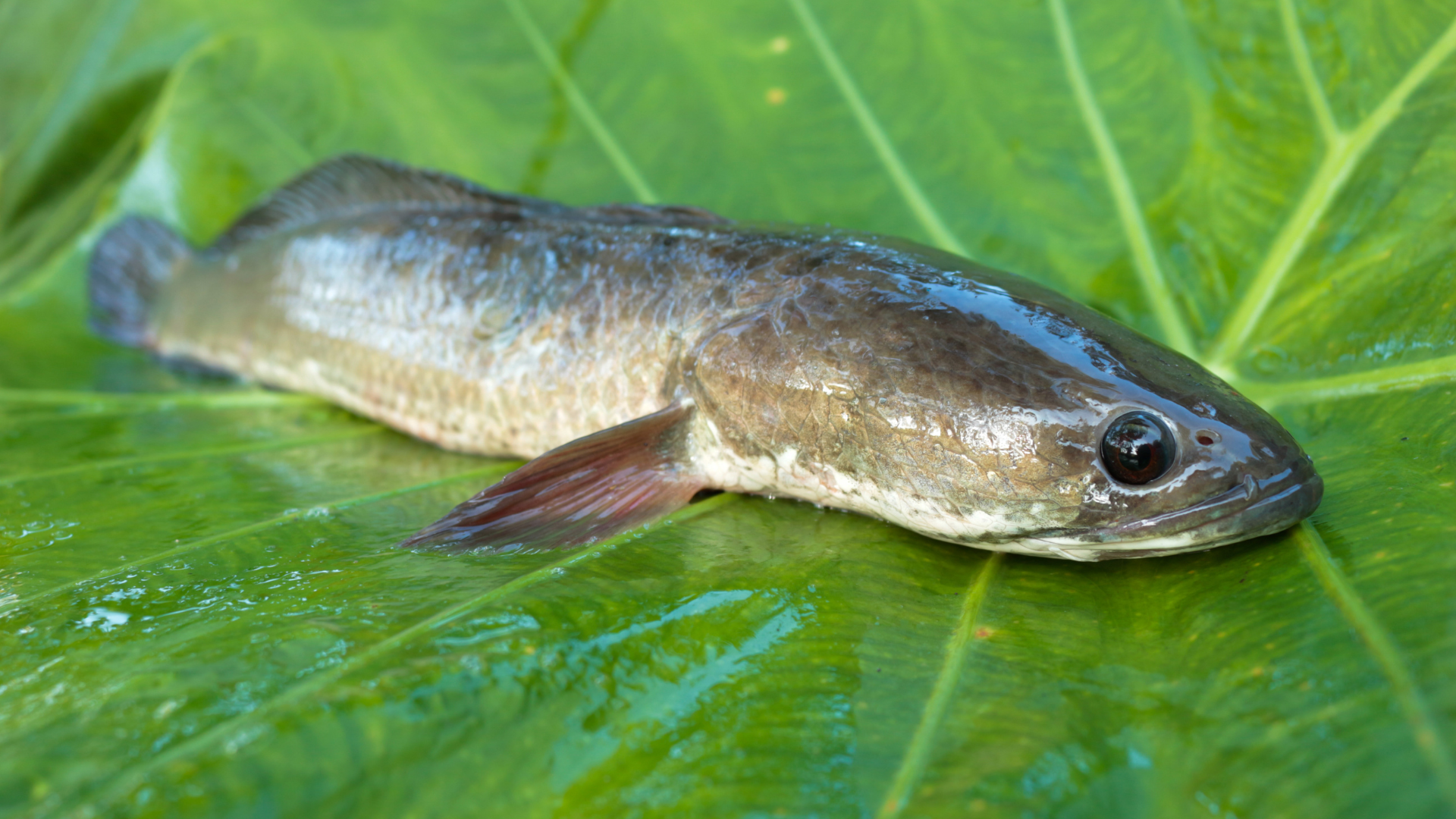 Chọn cá lóc tươi sống để đảm bảo độ ngọt tự nhiên của thịt cá