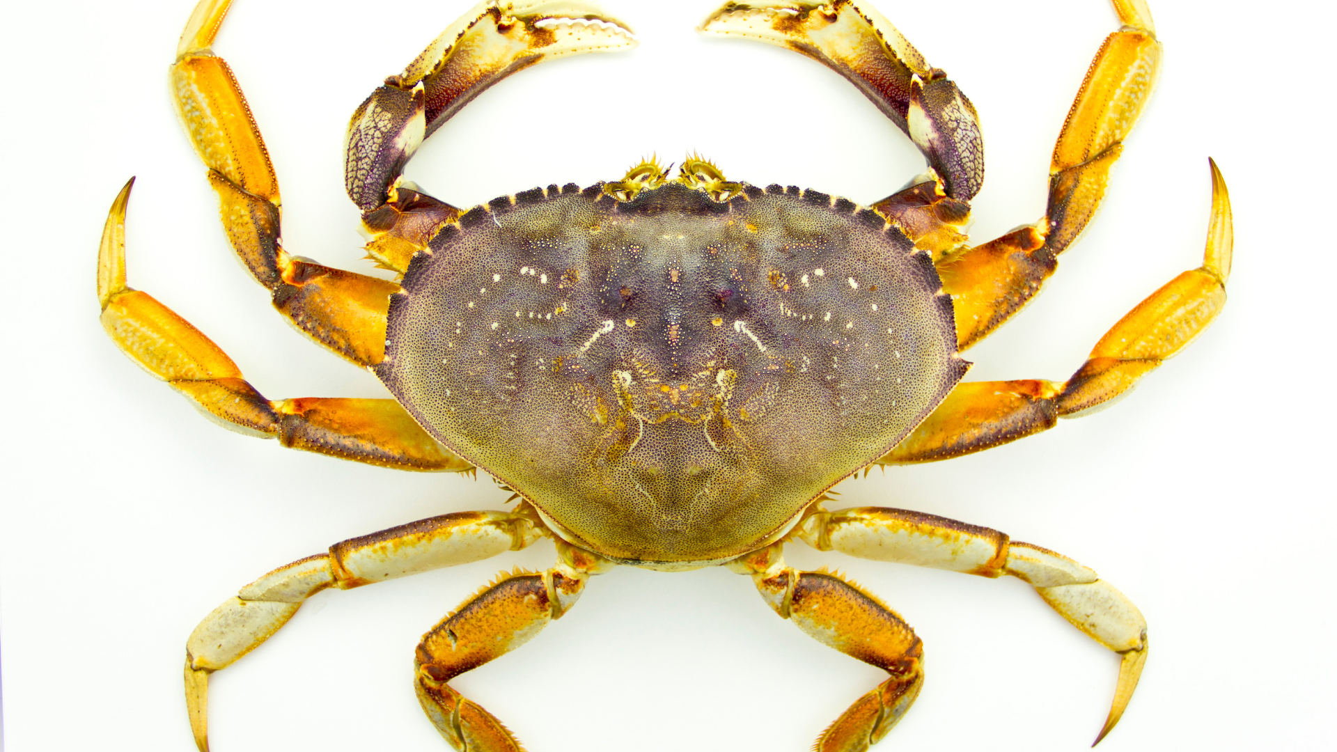 Cua tươi sẽ giúp món cháo có vị ngọt thanh