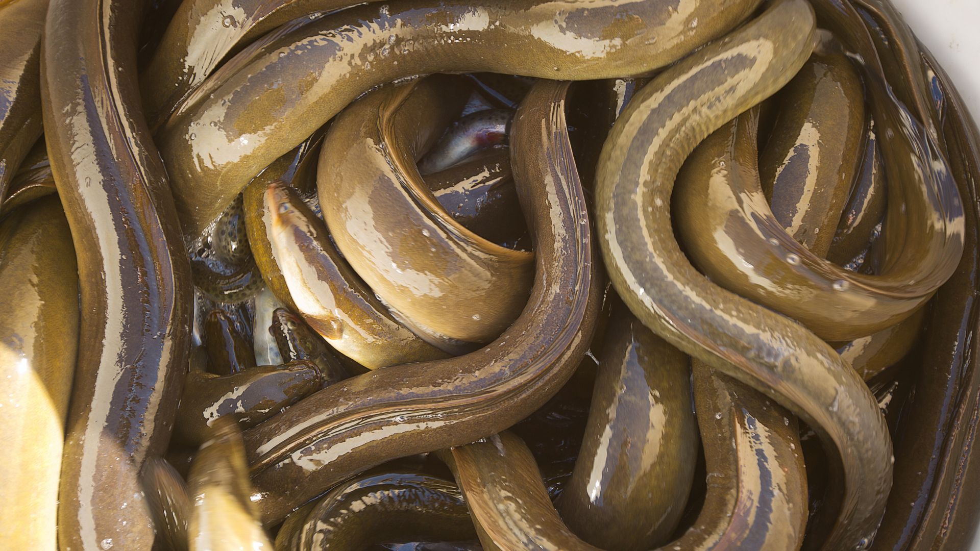 Mẹ nên mua lươn có nguồn gốc rõ ràng để đảm bảo dinh dưỡng và độ an toàn cho bé