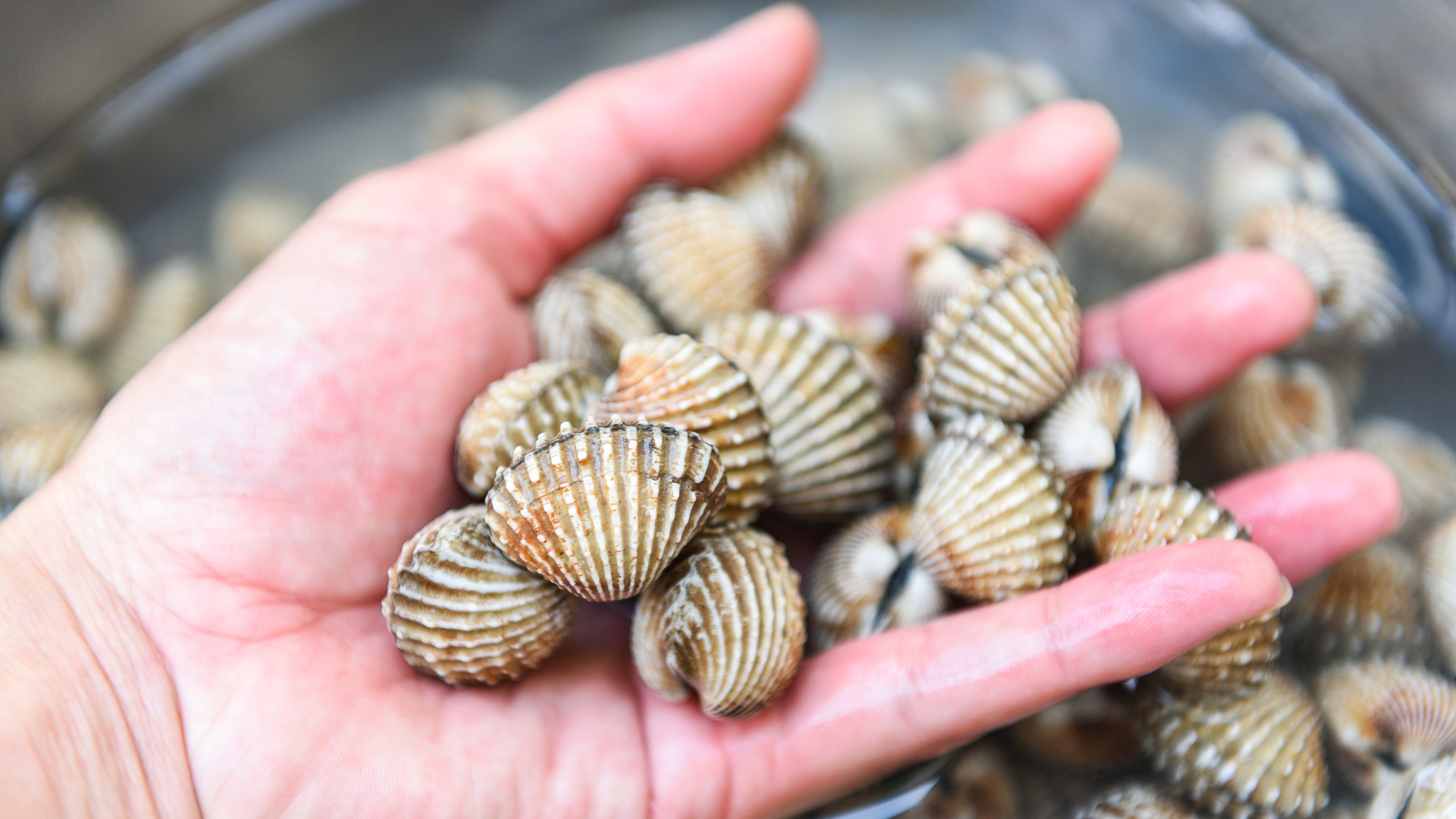 Ngâm và rửa sạch sò huyết nhiều lần để loại bỏ hoàn toàn tạp chất