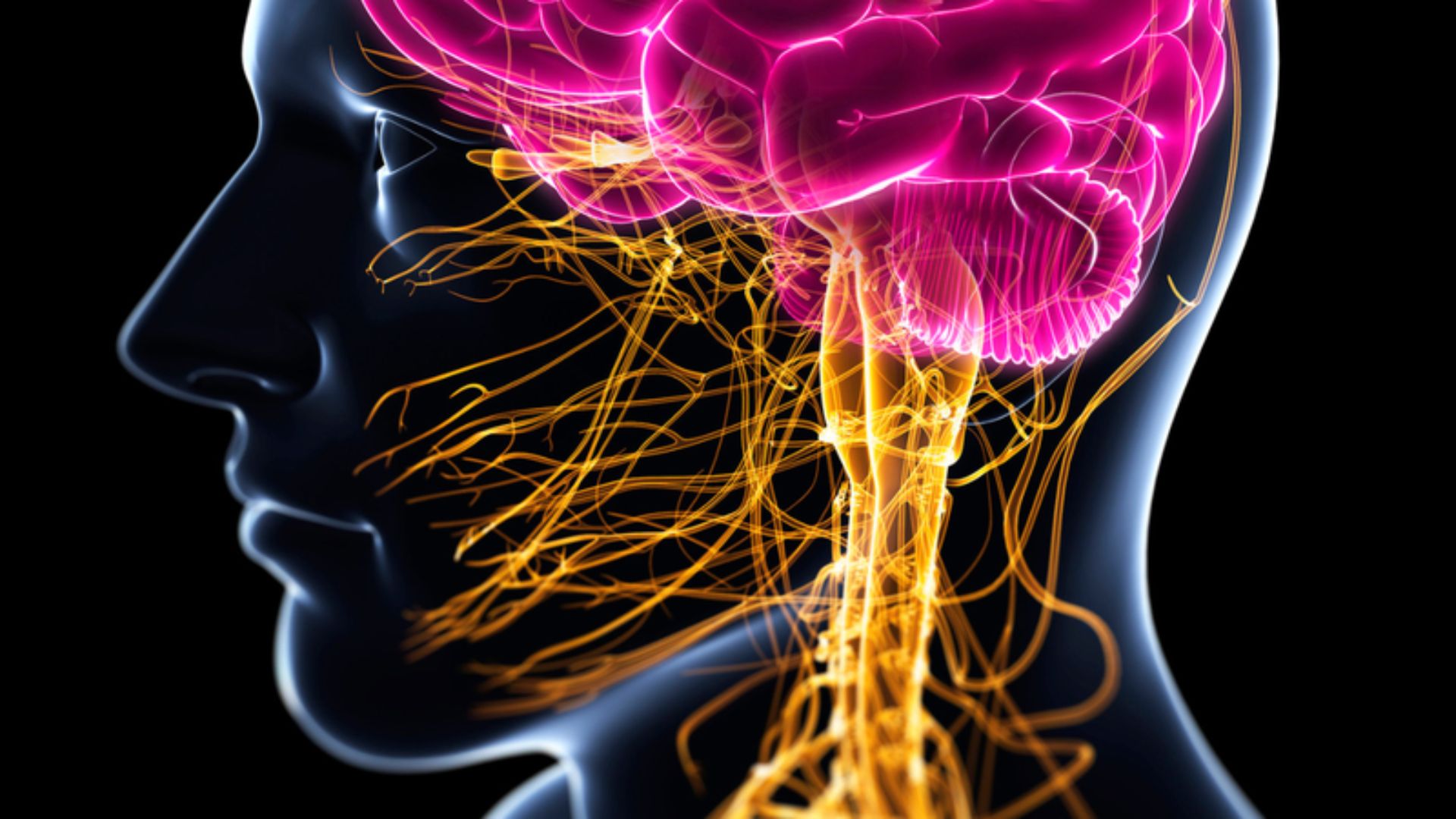 Chất béo tốt được chứng minh có vai trò quan trọng với hệ thần kinh và não bộ