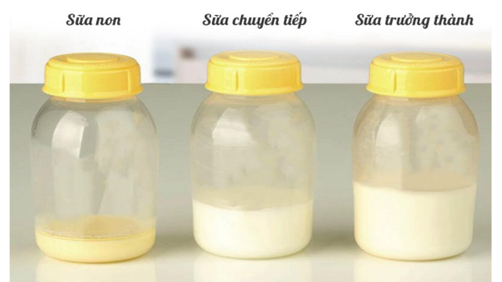 Sữa non có hàm lượng dinh dưỡng và kháng thể rất cao