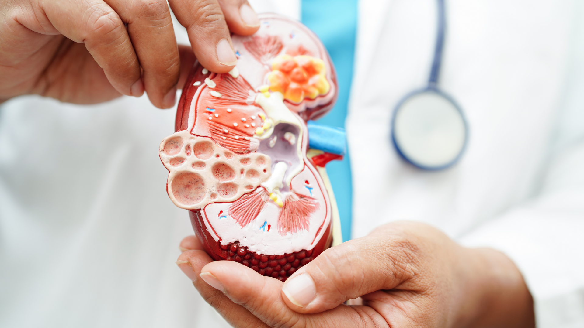 Hiểu rõ ý nghĩa từng mức eGFR để nhận biết dấu hiệu bất thường của thận