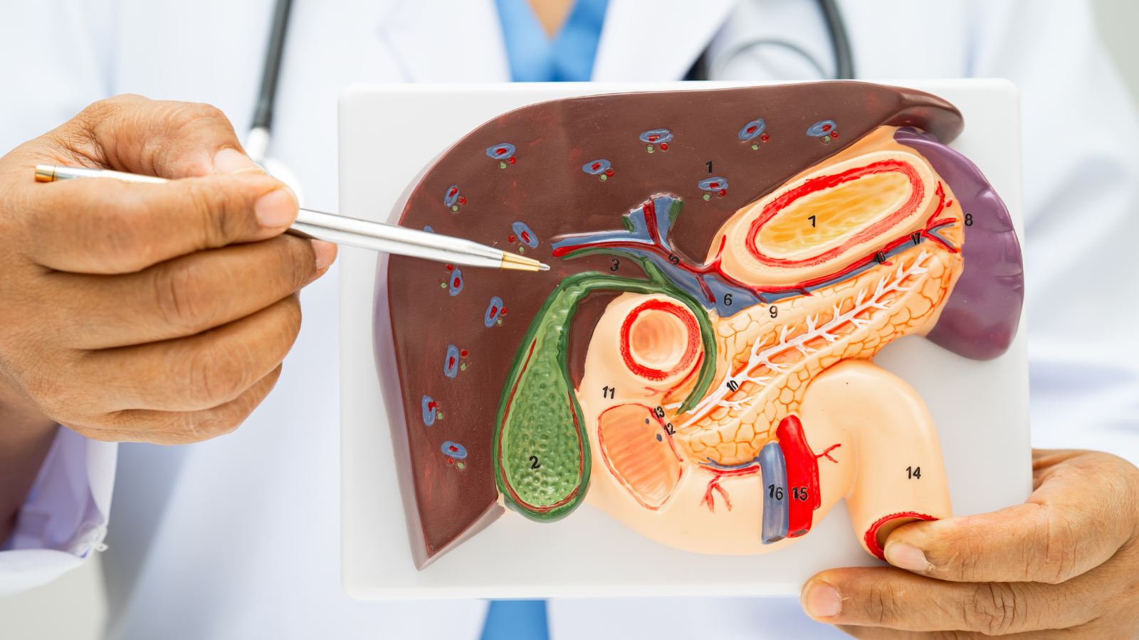 Khi nồng độ SGOT trong máu tăng cao, điều đó cho thấy các tế bào gan đang bị tổn thương