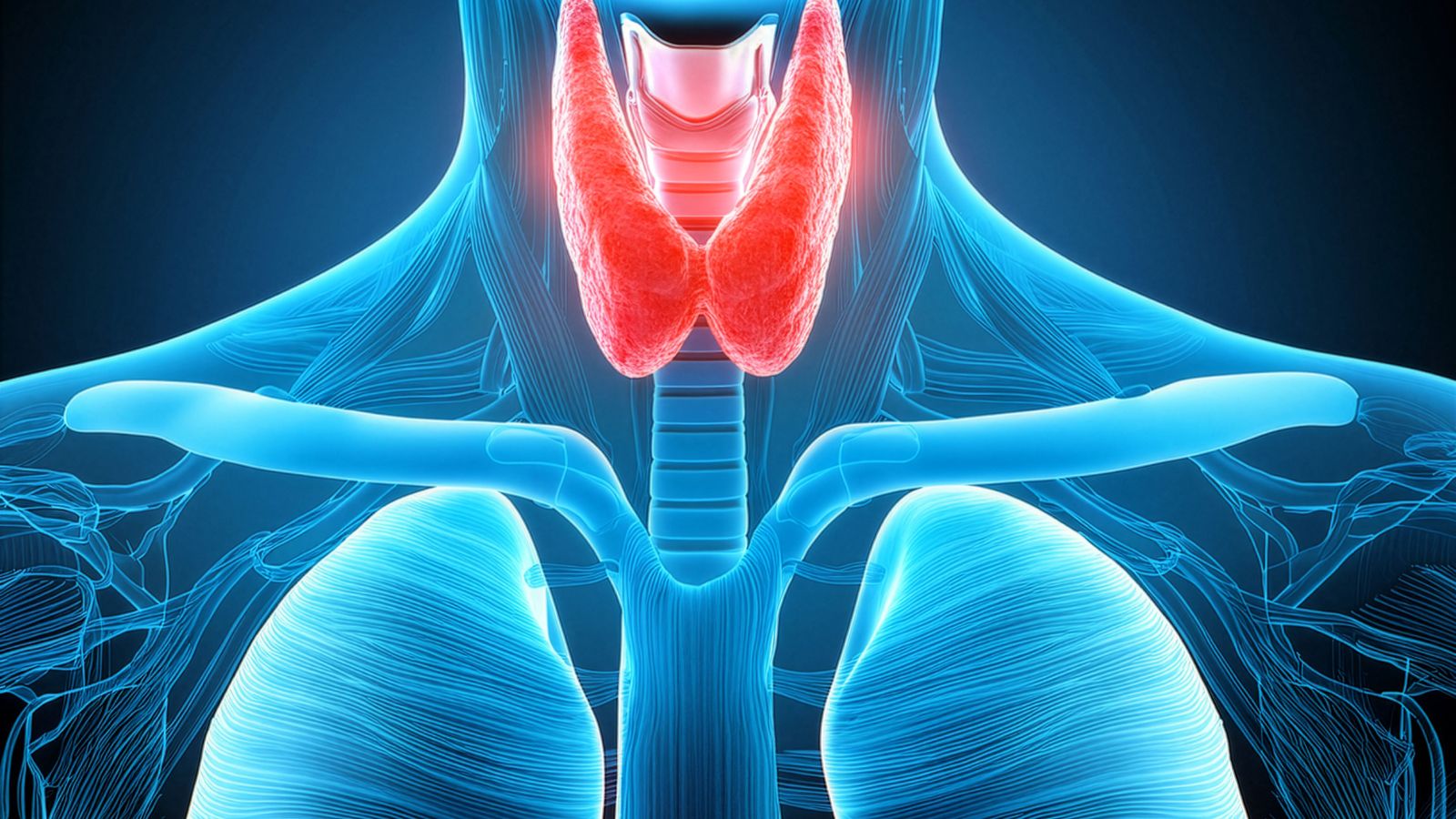 TSH (Thyroid Stimulating Hormone) là hormone kích thích tuyến giáp, được sản xuất bởi tuyến yên trong não