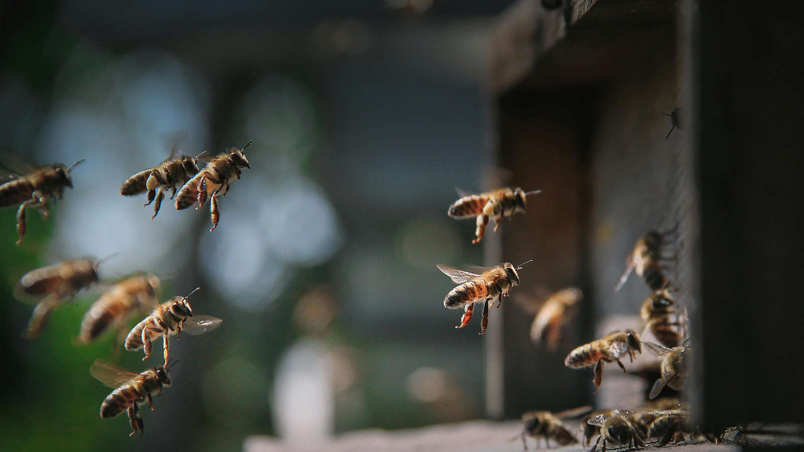 Chỉ số UMF trên nhãn chai là minh chứng rõ nhất cho chất lượng