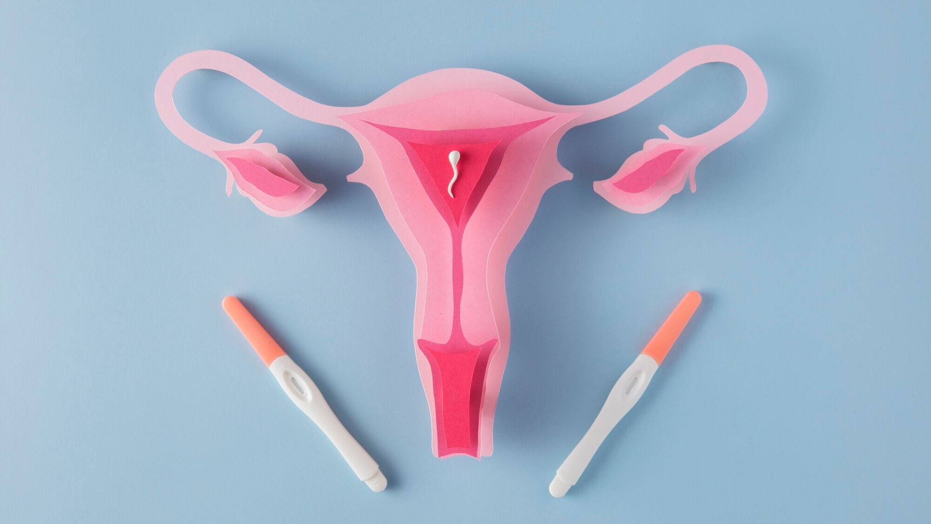 Cổ tử cung là đoạn nối giữa âm đạo và thân tử cung, có hình trụ dài khoảng từ 30 đến 40mm ở phụ nữ chưa mang thai