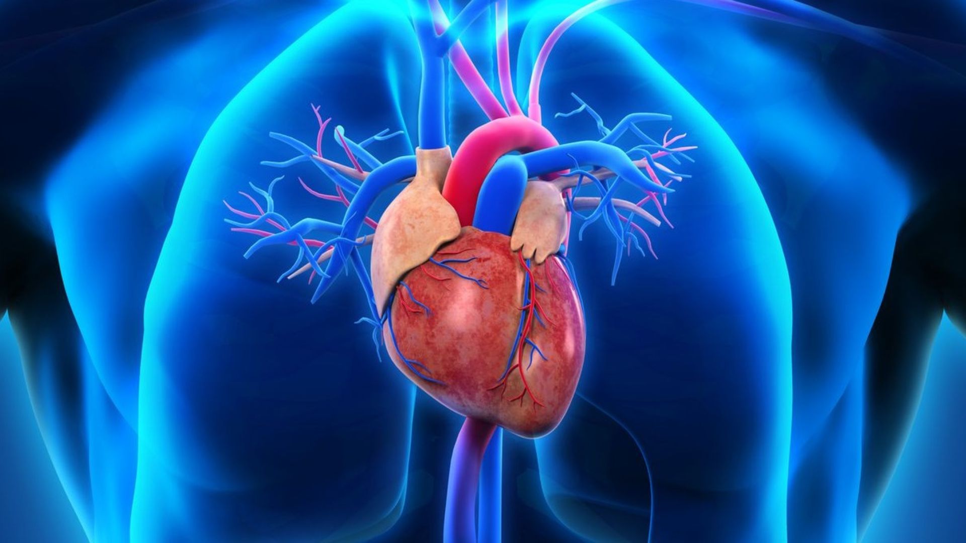 Tâm nhĩ co là giai đoạn khởi đầu trong chu kỳ hoạt động của tim