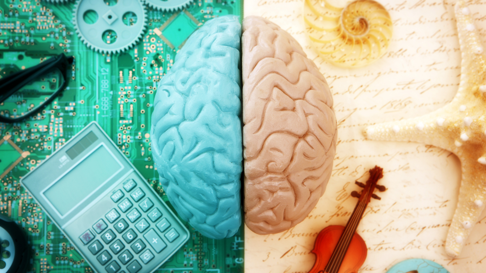 Não trái giữ vai trò trong các hoạt động liên quan đến tư duy logic, phân tích và khoa học