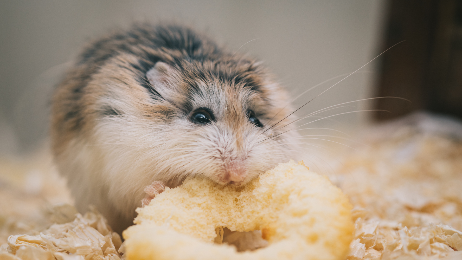 Những nguy cơ sức khỏe khi bị chuột hamster cắn