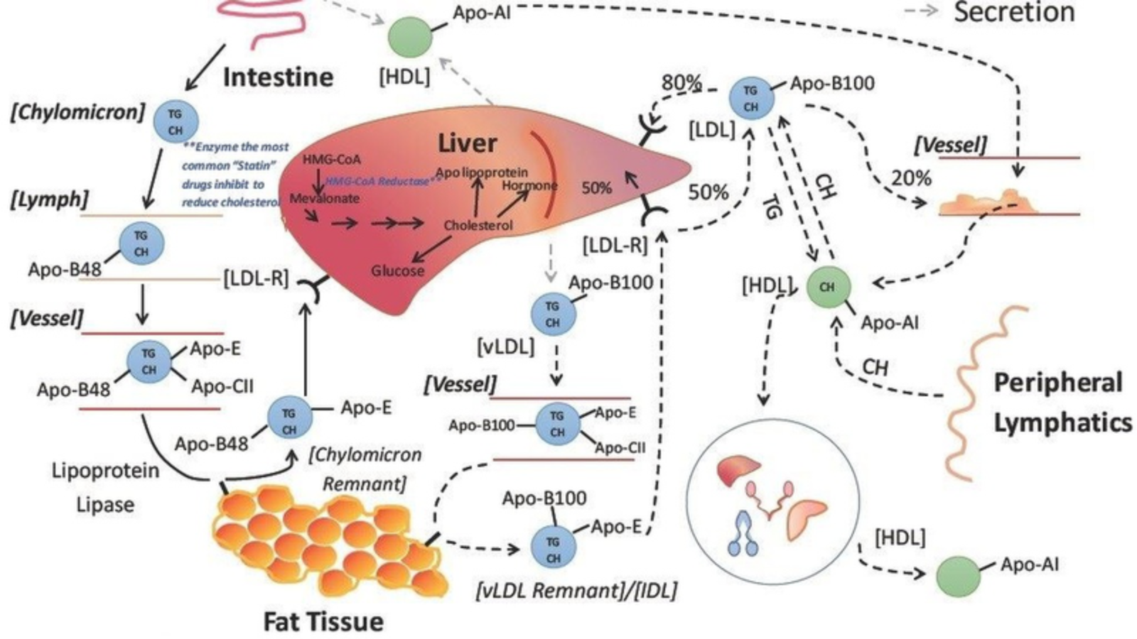 Cơ chế của quá trình chuyển hóa lipid trong cơ thể