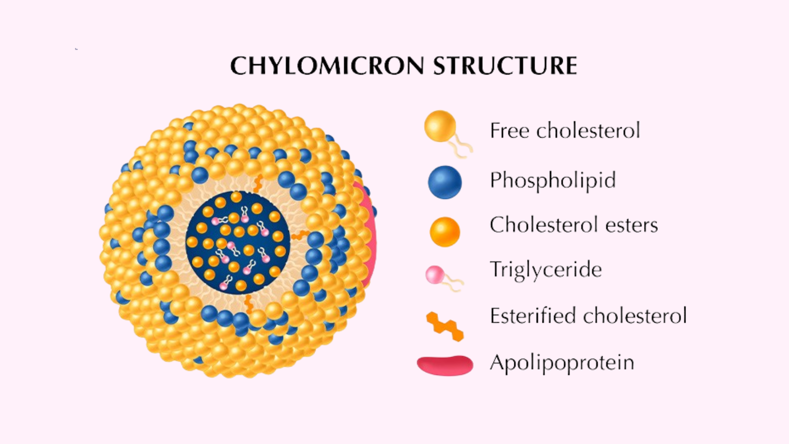 Cấu trúc của chylomicron trong cơ thể
