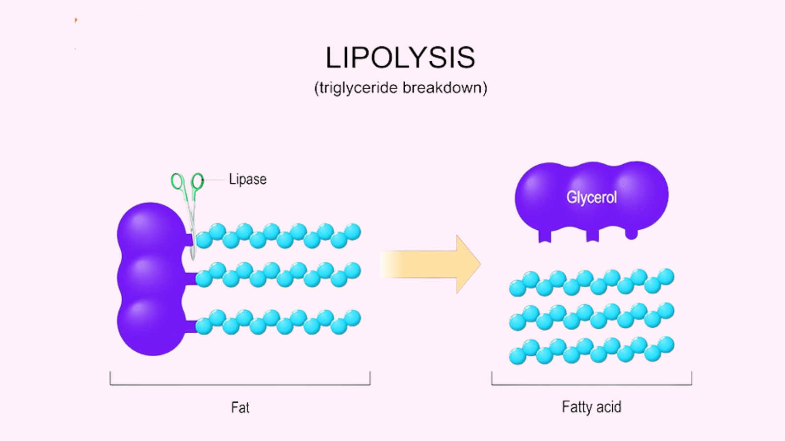 Quá trình phân hủy chất béo triglyceride dự trữ trong tế bào mỡ