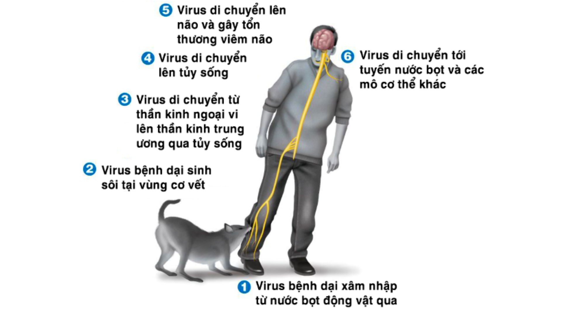 co-can-thiet-phai-tiem-phong-dai-hay-khong (1).png