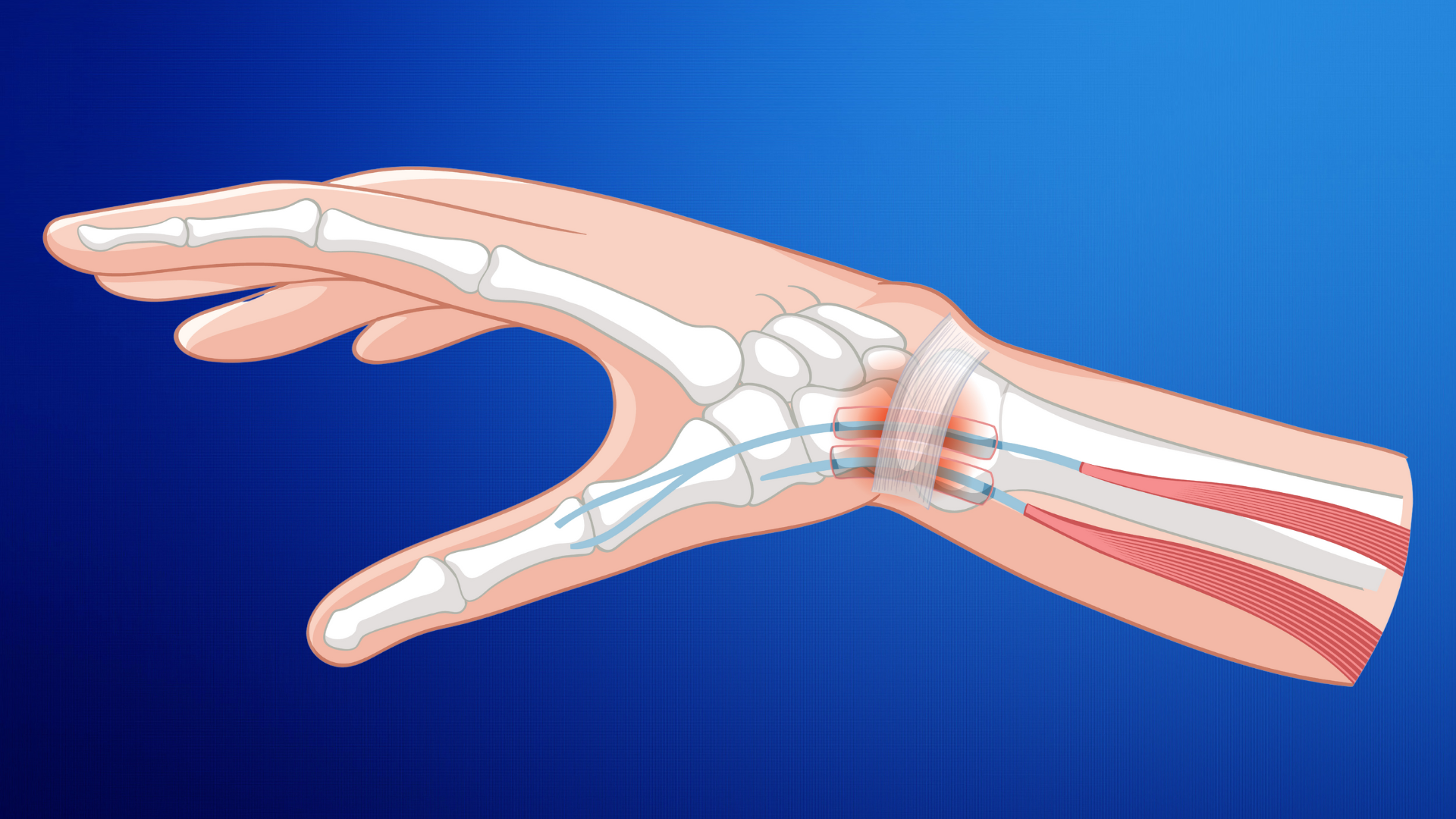 Cổ tay được hình thành bởi xương quay, xương trụ và 8 xương nhỏ