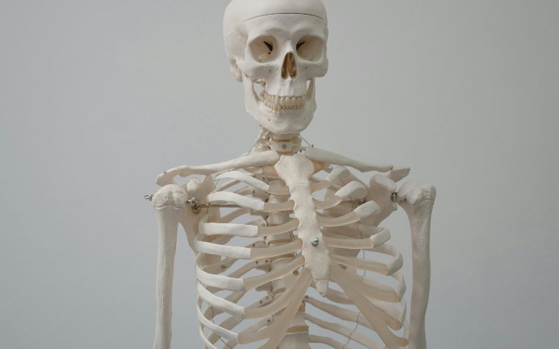 Xương trong cơ thể con người sẽ phân thành 4 nhóm chính: Xương dài, xương ngắn, xương dẹt và xương không đều
