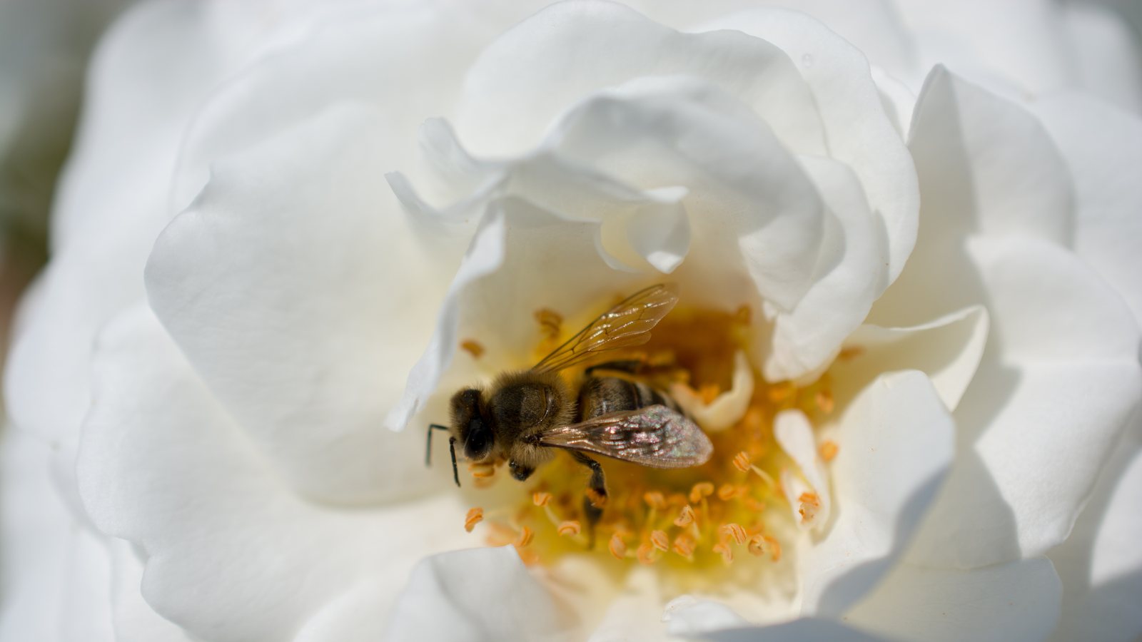 Công dụng của mật ong Manuka trong việc kháng khuẩn và nâng cao hệ miễn dịch