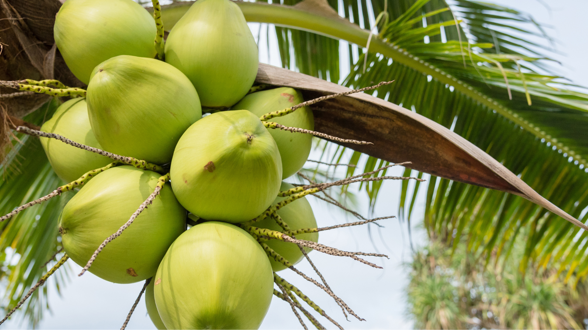 Nước dừa tươi giúp tăng hương vị thơm ngon cho món nước gừng đường phèn