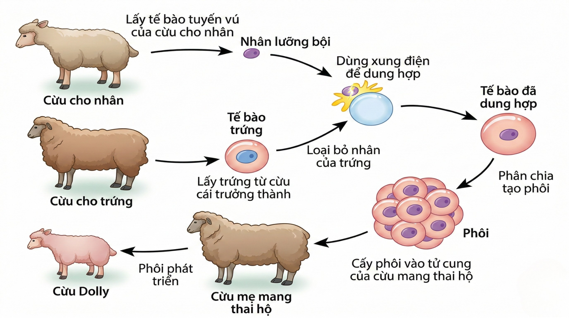 Nhân bản vô tính ở động vật là ứng dụng phức tạp nhưng mang ý nghĩa khoa học lớn