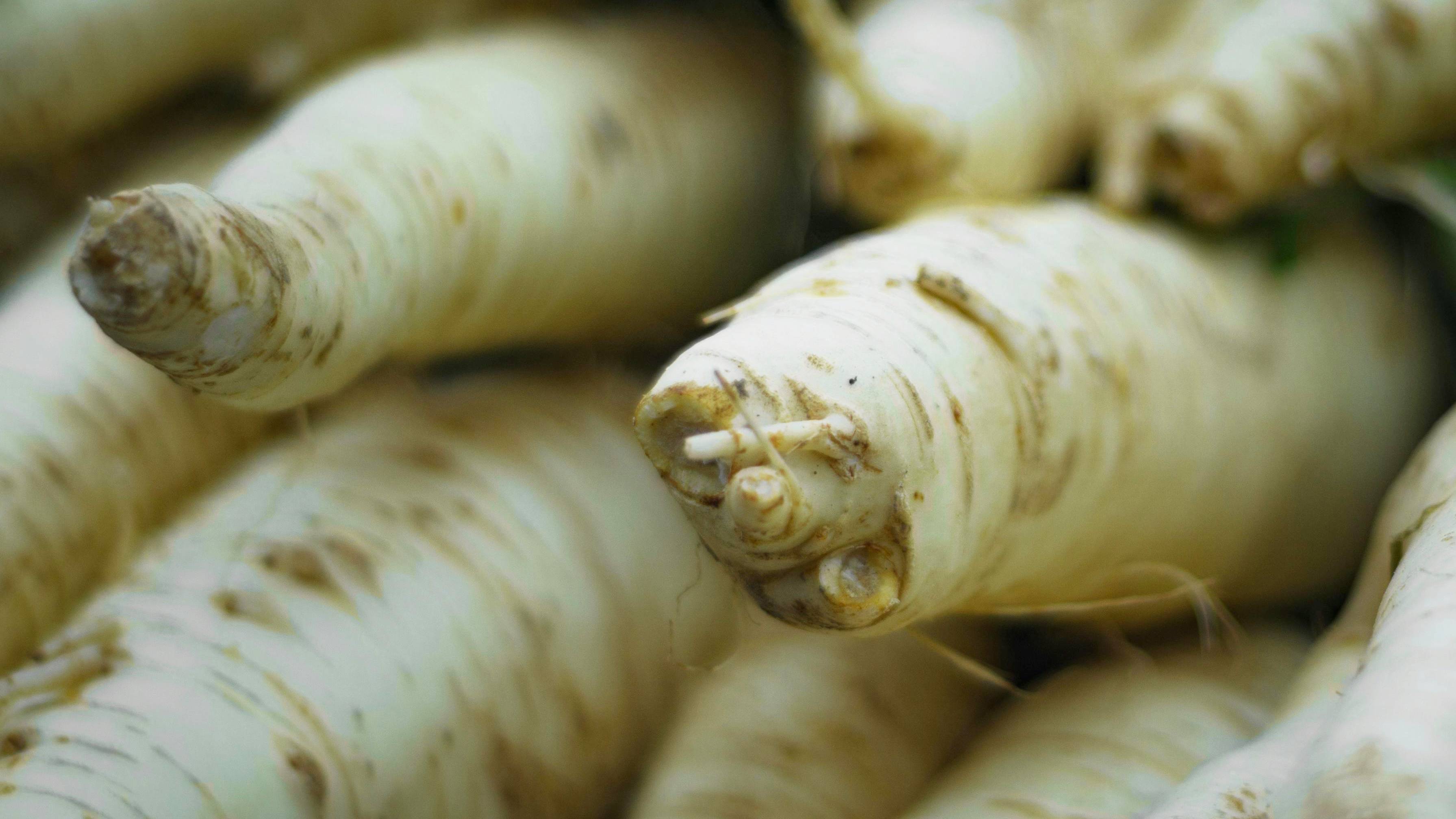 Củ cải trắng thuộc nhóm rau củ chứa nhiều vitamin khoáng chất và hoạt chất sinh học