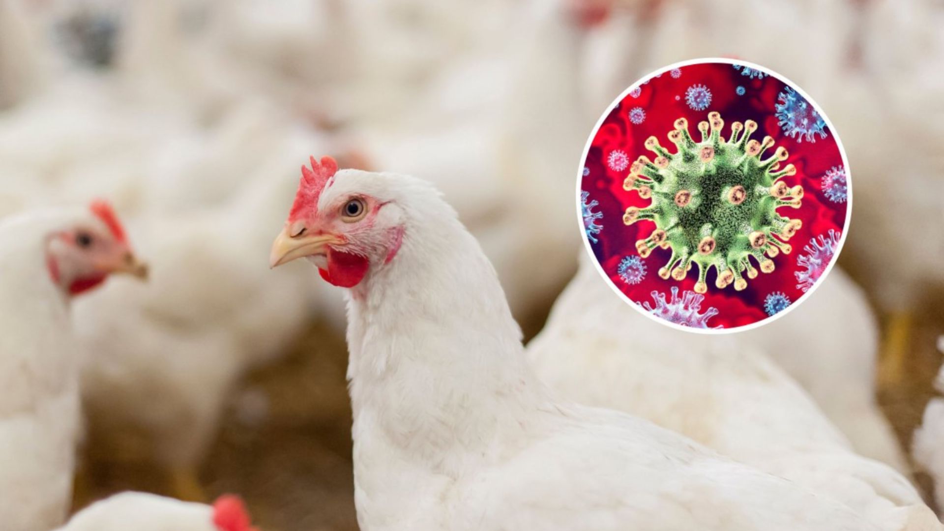 Cúm A/H7N9 có lây sang người không là nỗi băn khoăn của nhiều độc giả