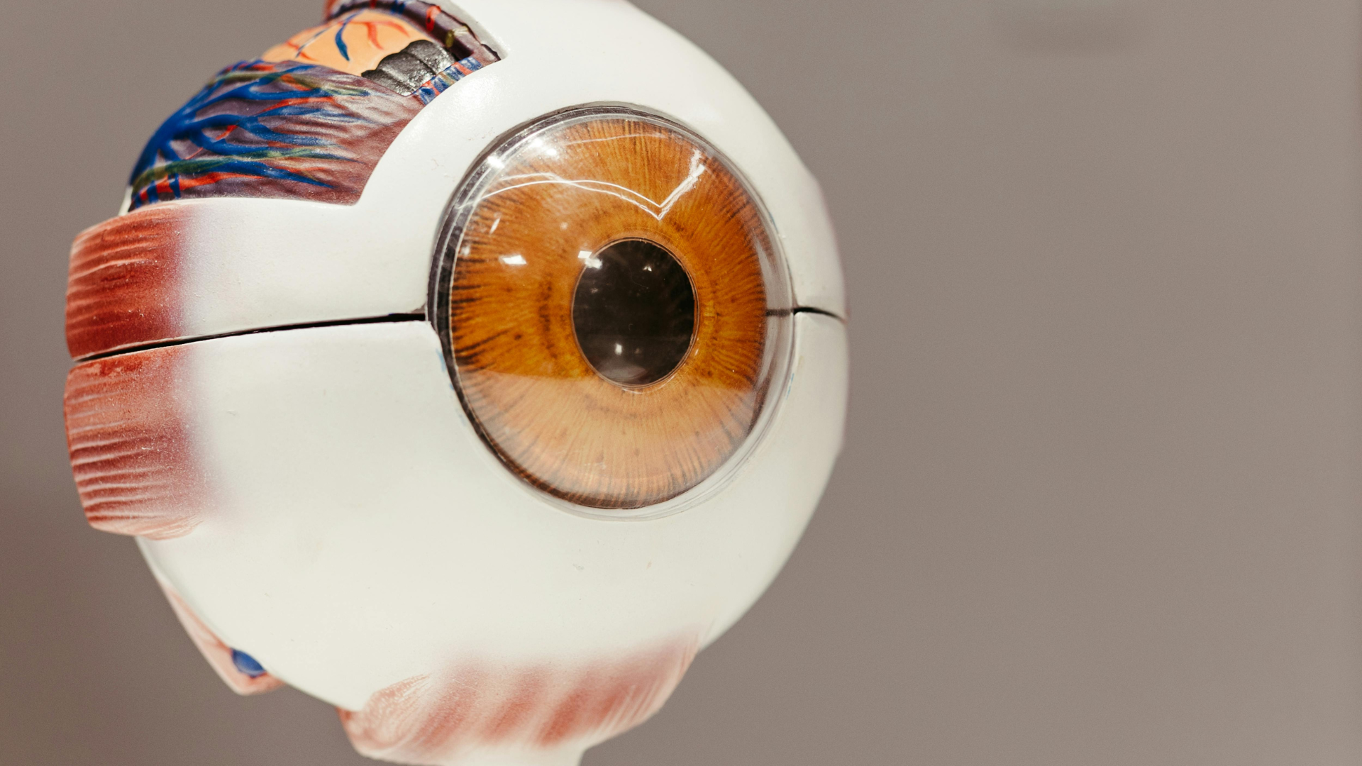 Về mặt cấu tạo, củng mạc được tạo nên chủ yếu từ các sợi collagen chắc khỏe