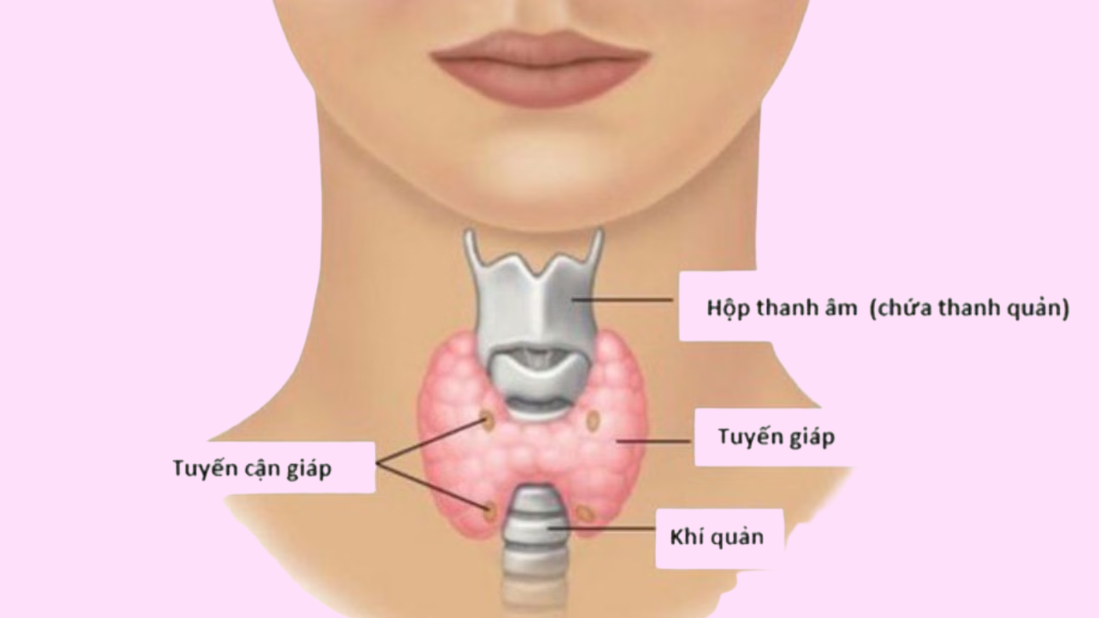 Vị trí của tuyến cận giáp