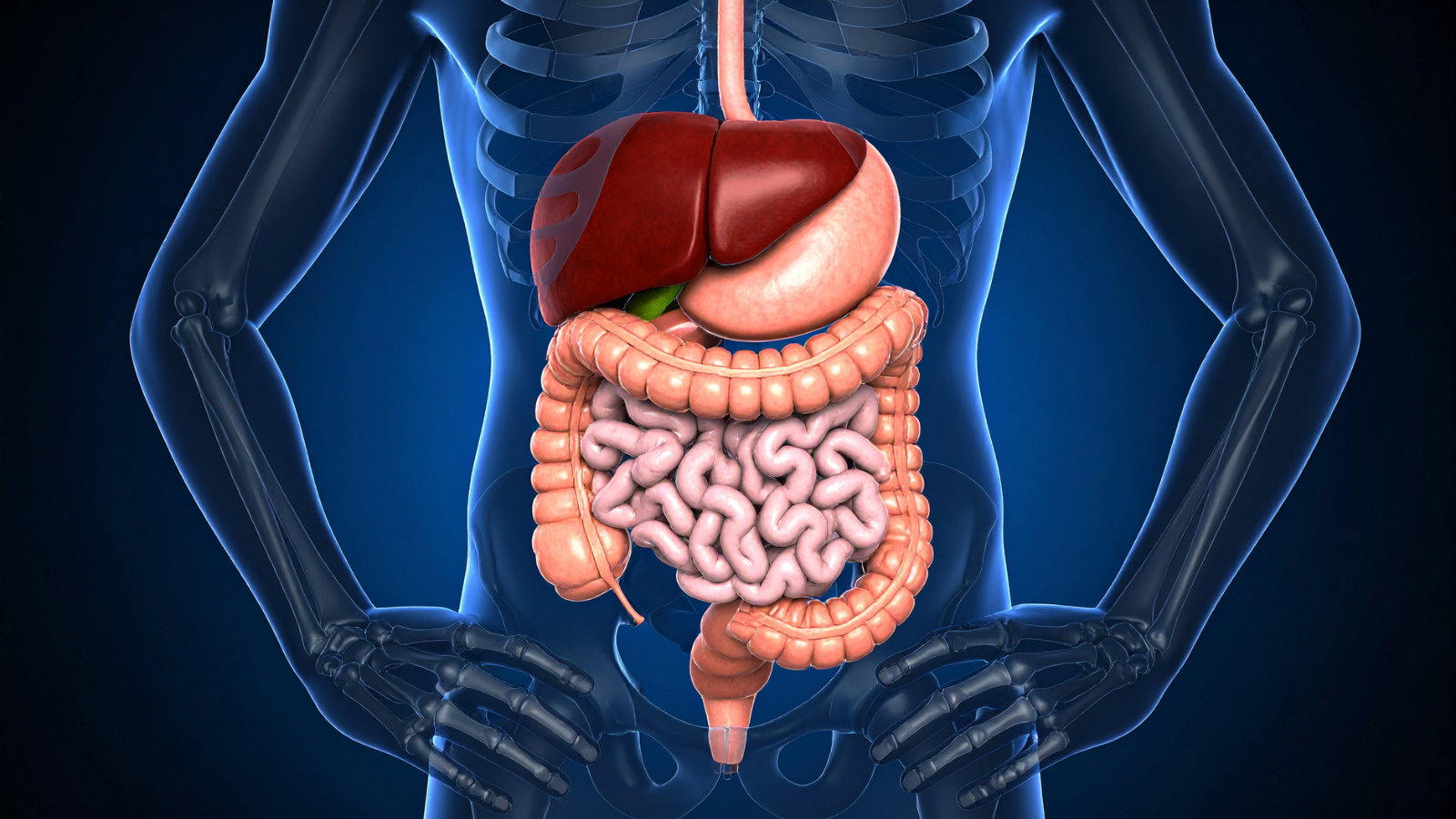 Dạ dày nằm ở đâu là thắc mắc của nhiều người