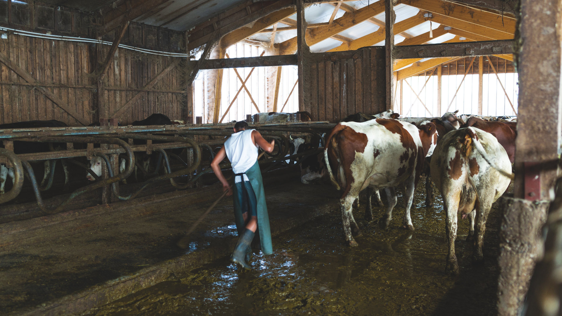 dac-diem-cua-virus-cum-d-va-phuong-thuc-lay-truyen 3.png