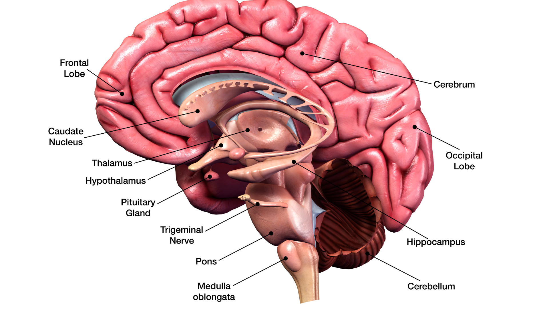 phần lớn nhất của não