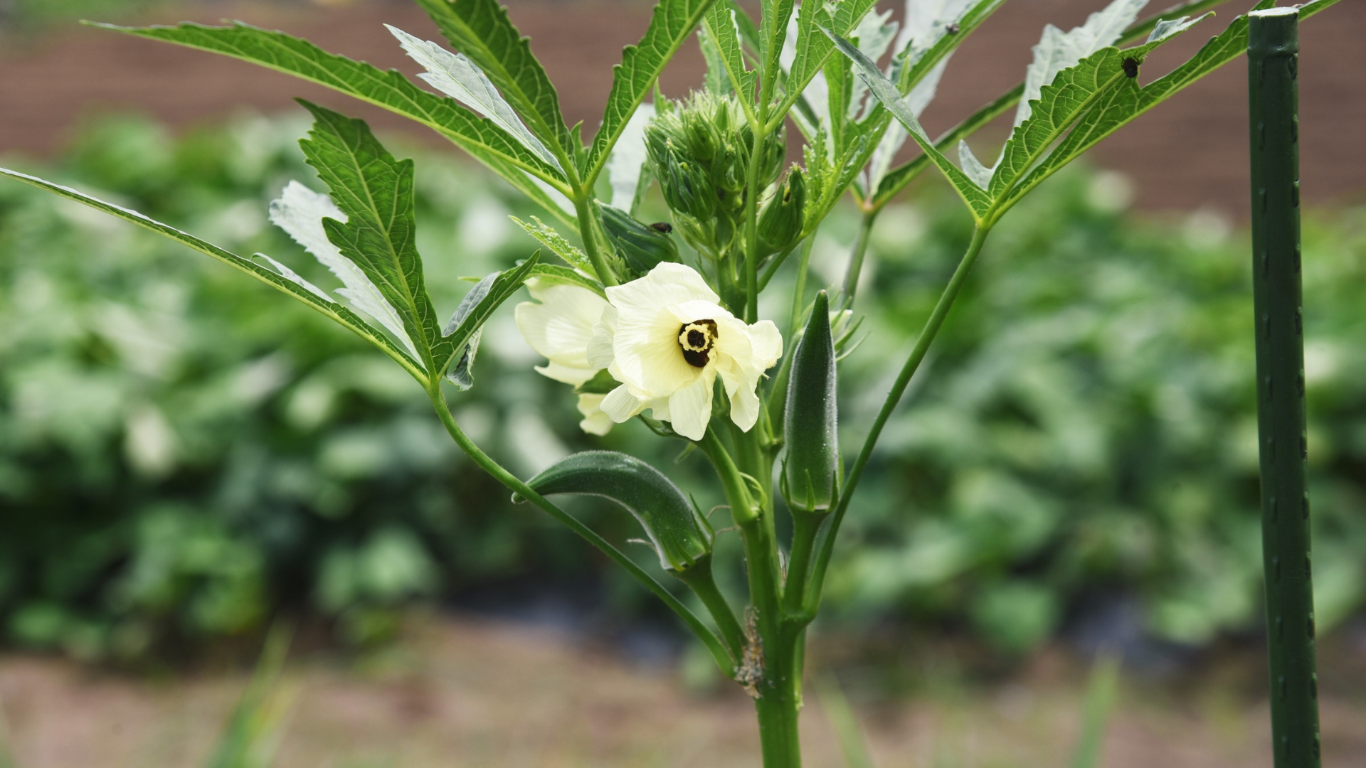 Đậu bắp có tác dụng gì đối với sức khỏe hằng ngày