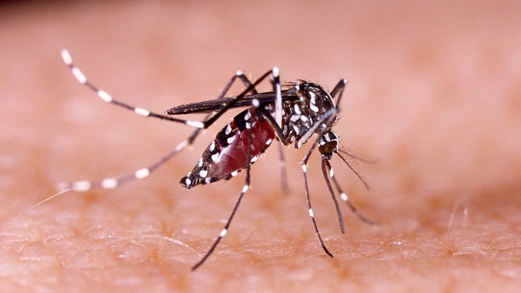 dau-hieu-khi-bi-muoi-sot-xuat-huyet-dot-va-cach-phong-ngua 4.jpg