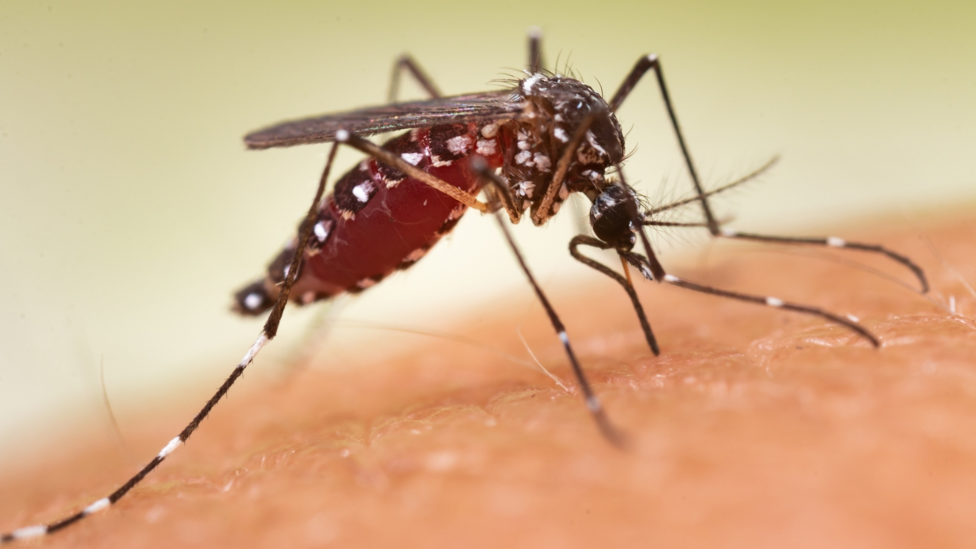 Sốt xuất huyết và sốt Zika đều là bệnh do virus lây truyền qua muỗi Aedes, nên ở giai đoạn đầu rất dễ gây nhầm lẫn