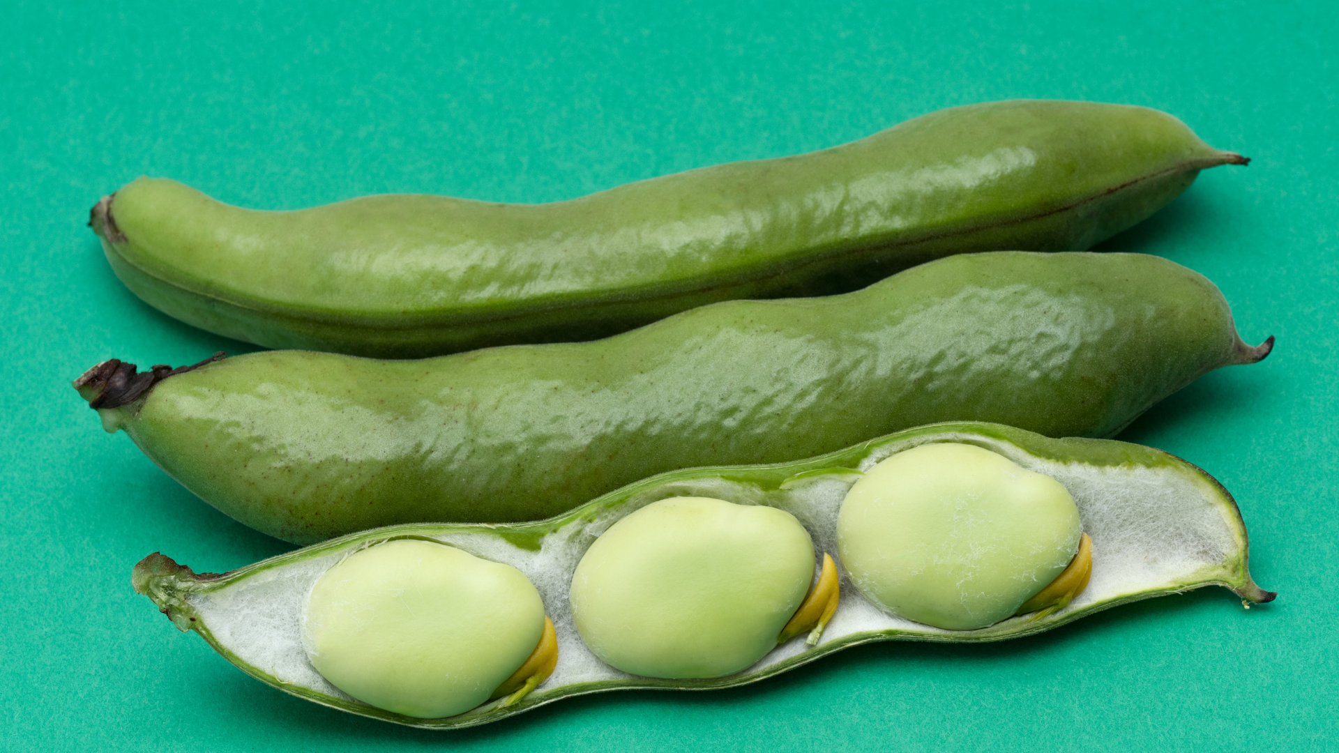 Giá trị dinh dưỡng nổi bật của đậu tằm