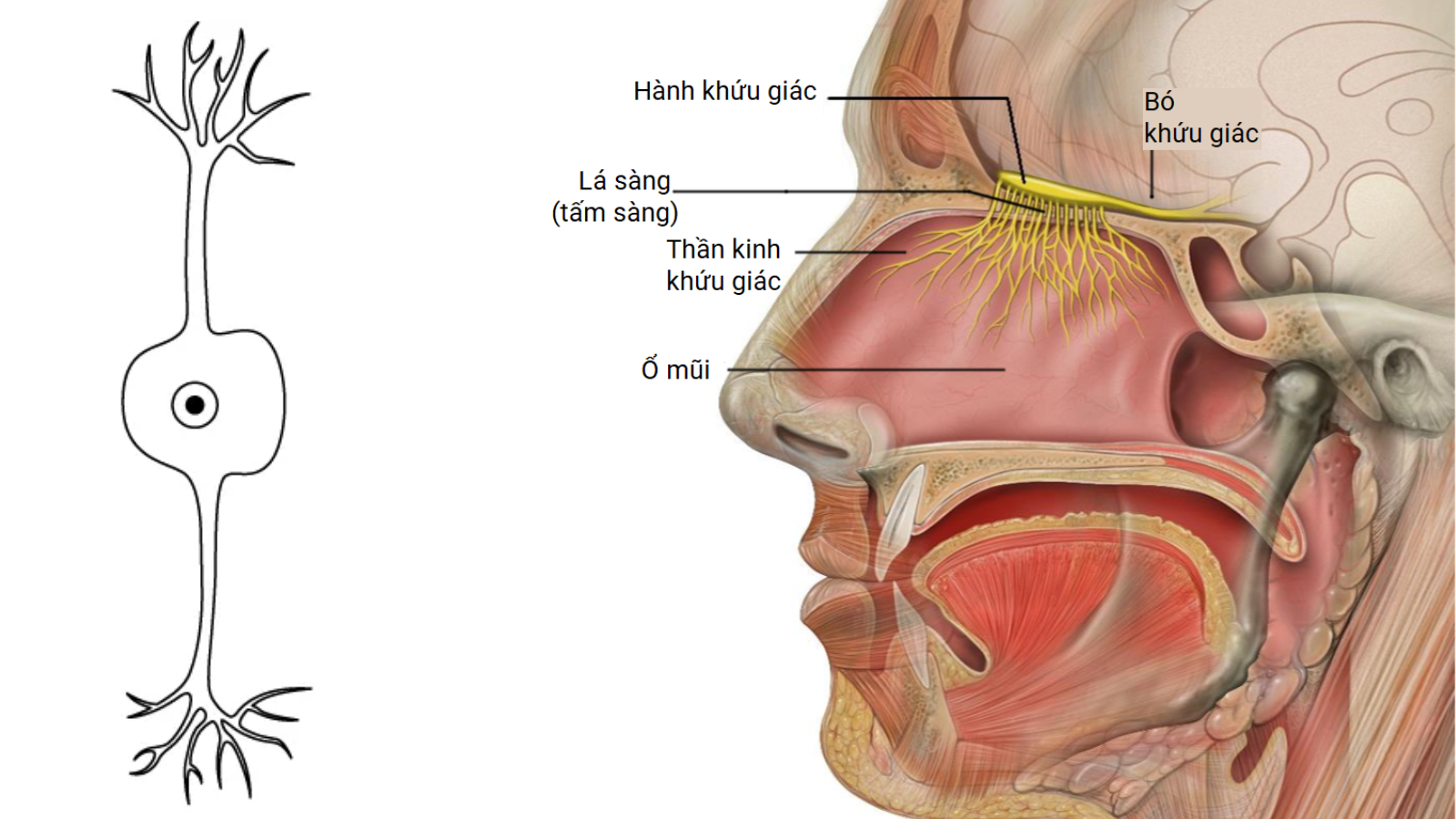 Dây thần kinh số 1 là phần kéo dài của não trước trong quá trình phát triển phôi thai