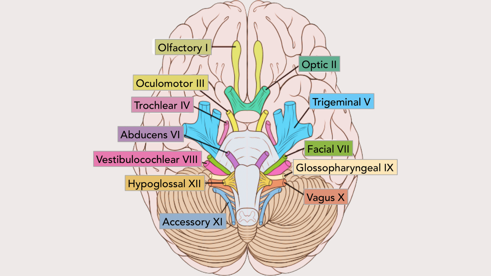Vị trí của 12 đôi dây thần kinh sọ não