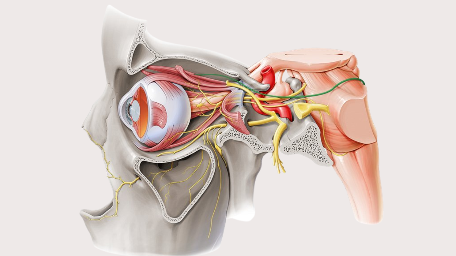 Các dây sọ được phân thành ba nhóm: Cảm giác, vận động và hỗn hợp