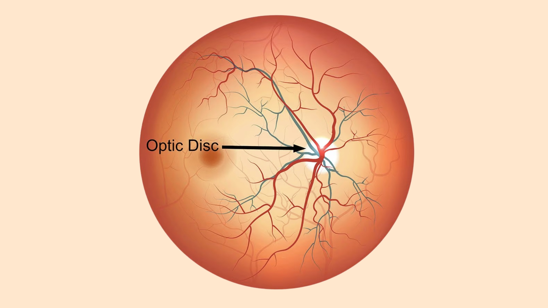 Dây thần kinh thị giác là dây thần kinh sọ số II, đóng vai trò thiết yếu trong việc dẫn truyền thông tin thị giác từ võng mạc đến não bộ