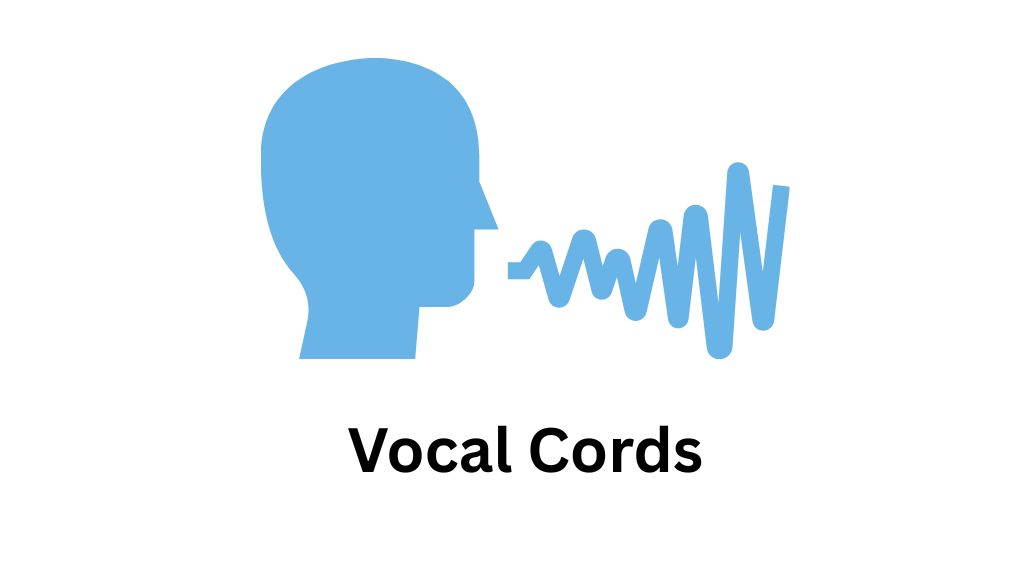 Khi bạn hít vào hoặc thở ra, các dây thanh âm sẽ mở ra, giúp không khí đi qua dễ dàng