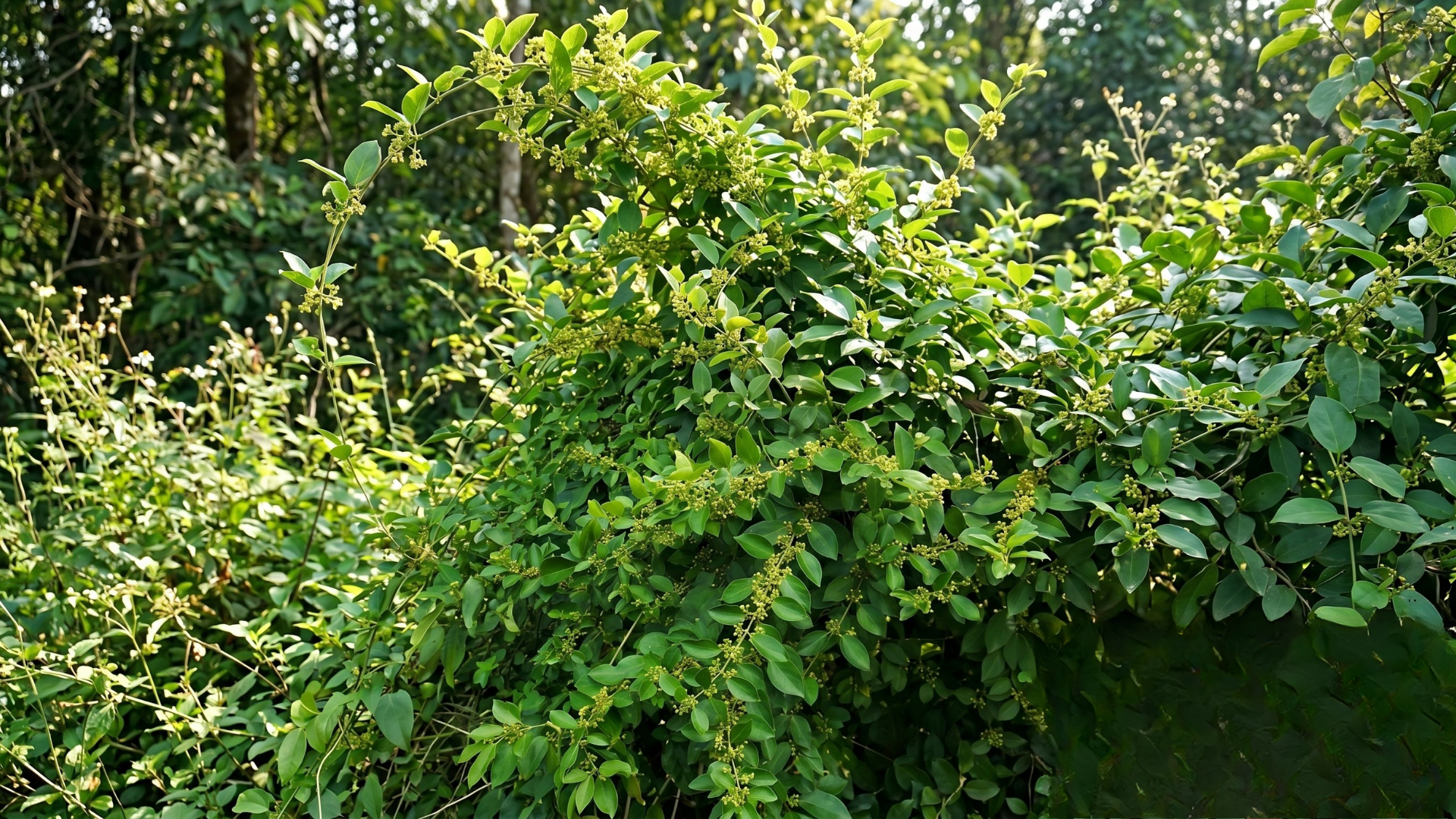 Dây thìa canh có tác dụng gì đối với sức khỏe?