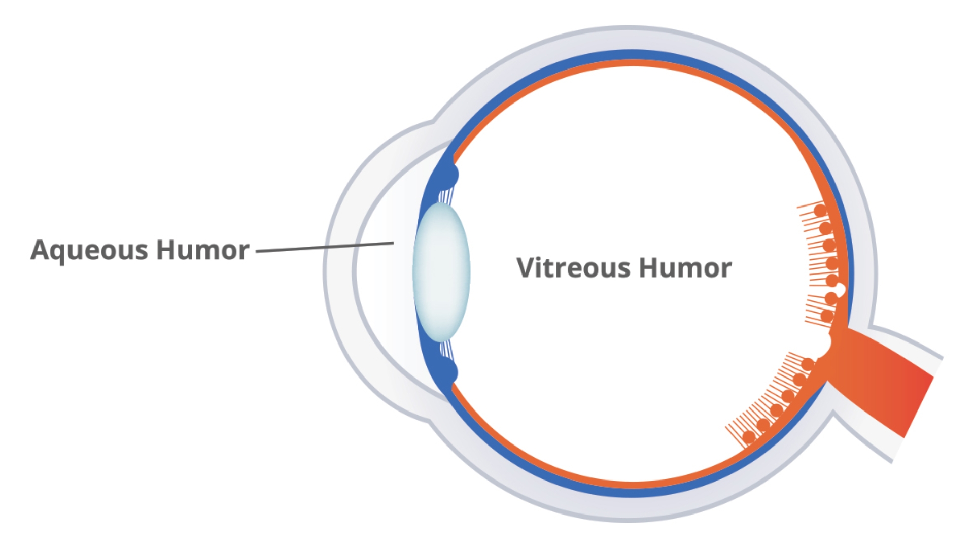 Dịch kính là một chất dạng gel trong suốt, nằm giữa thủy tinh thể và võng mạc, chiếm khoảng 80% thể tích nhãn cầu
